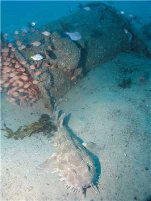 A wobbegong and the funnel